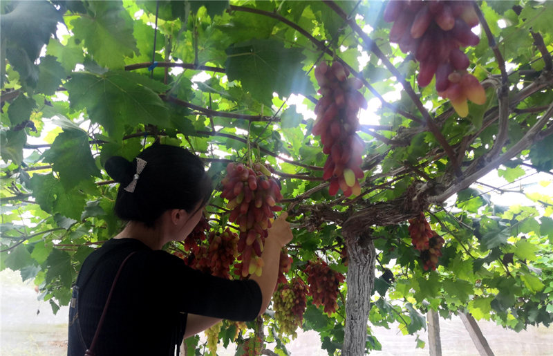 四川通江：打造特色產業集群繪就鄉村振興藍圖